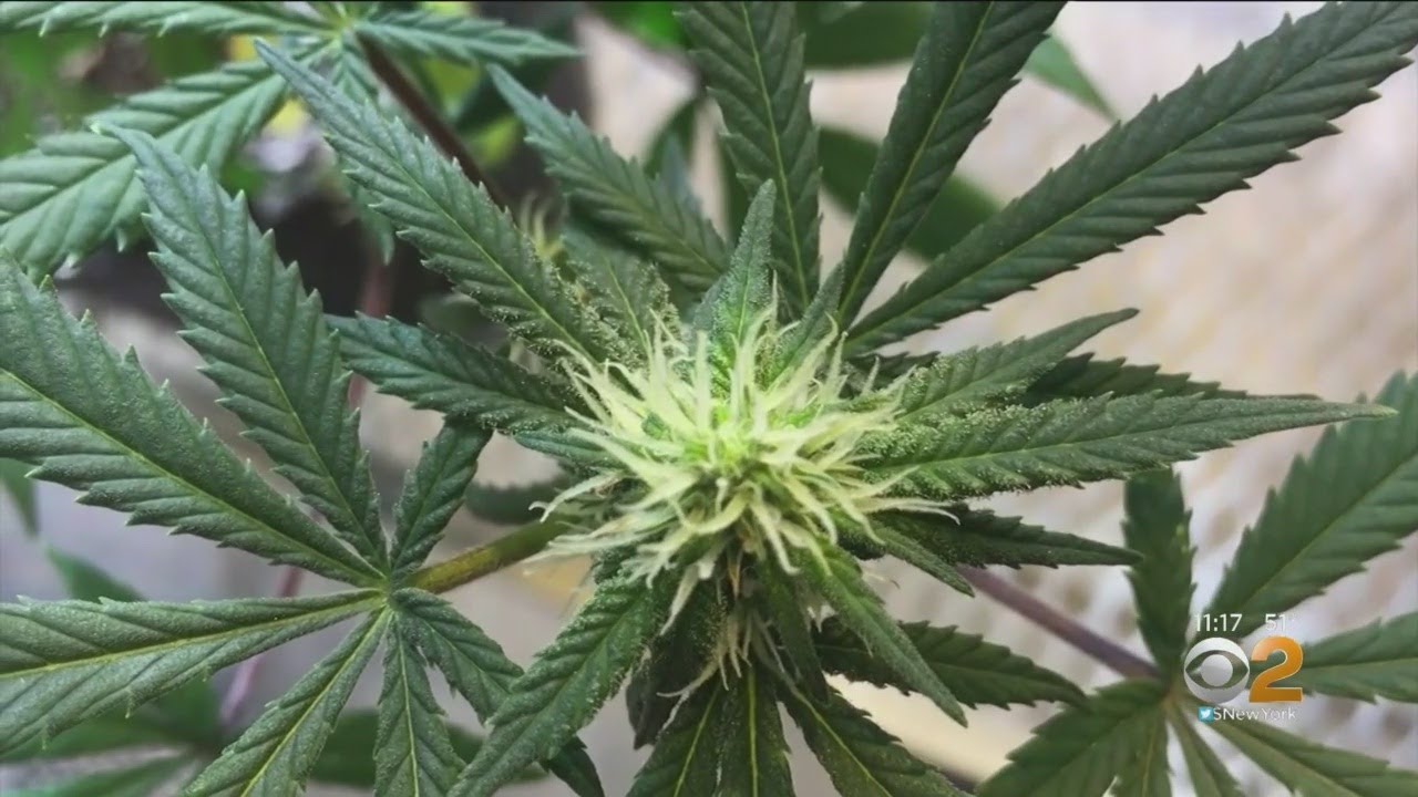 UConn Offers Cannabis Horticulture Class