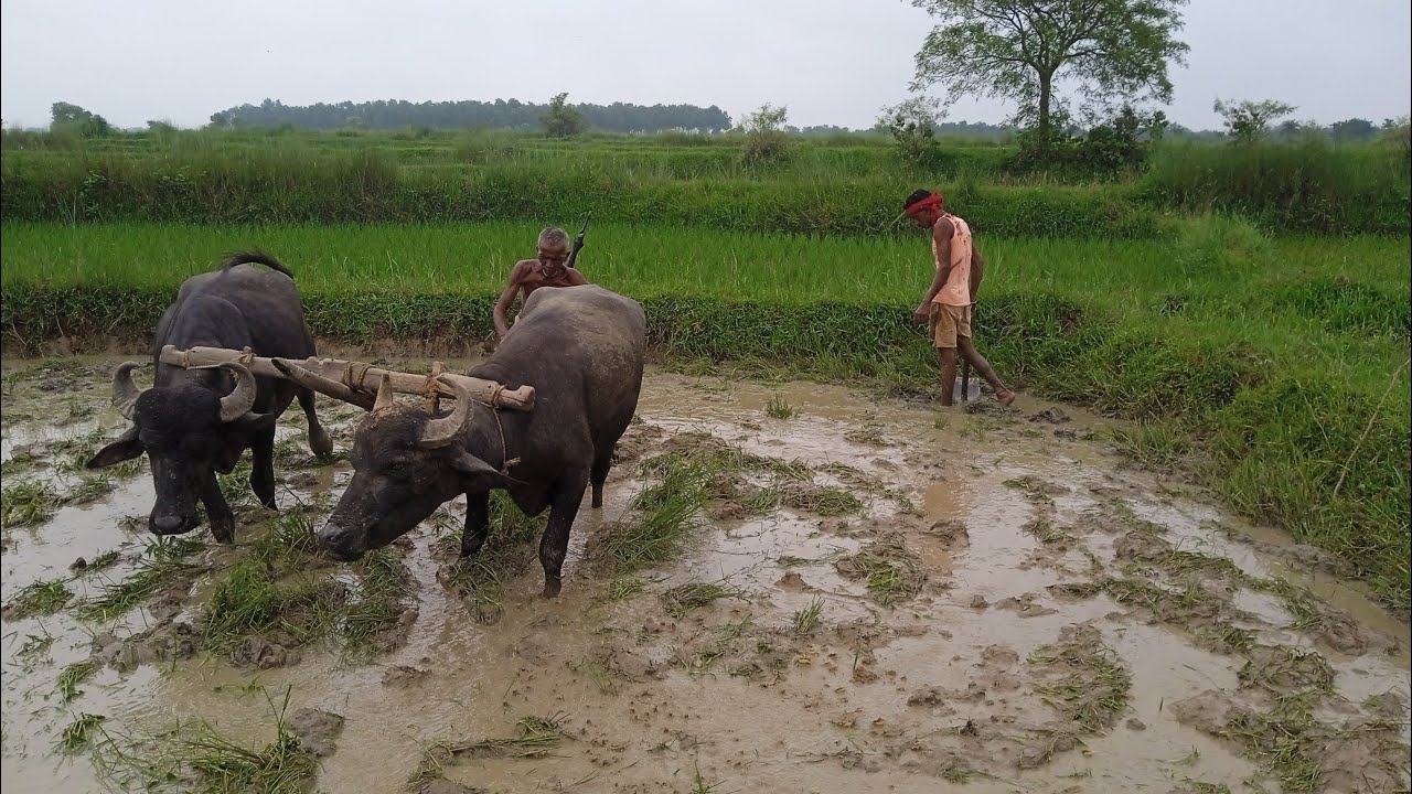 Jharkhandi villege life 🌾🌾झारखण्डी आदीवासी लोग अपने खेत में केसे काम करते हैं😄😄