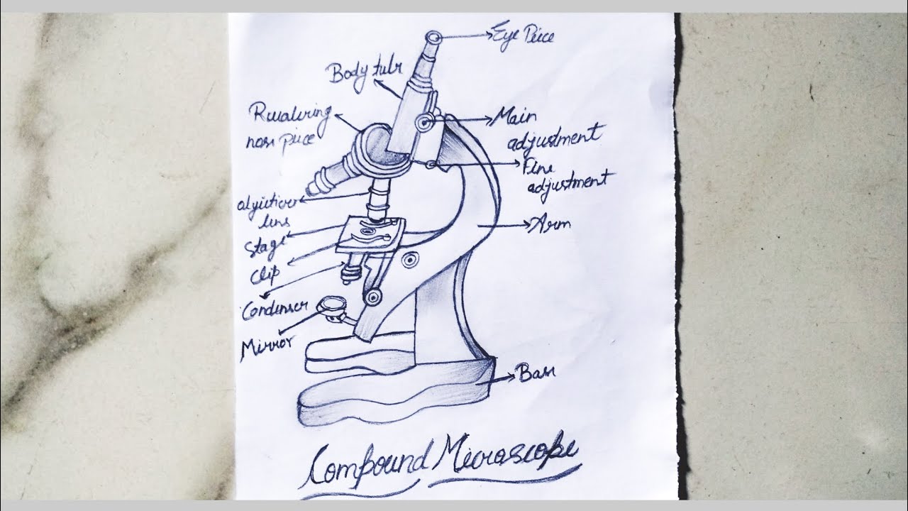 Microscope Diagram Easy | Parts of Microscope with Label