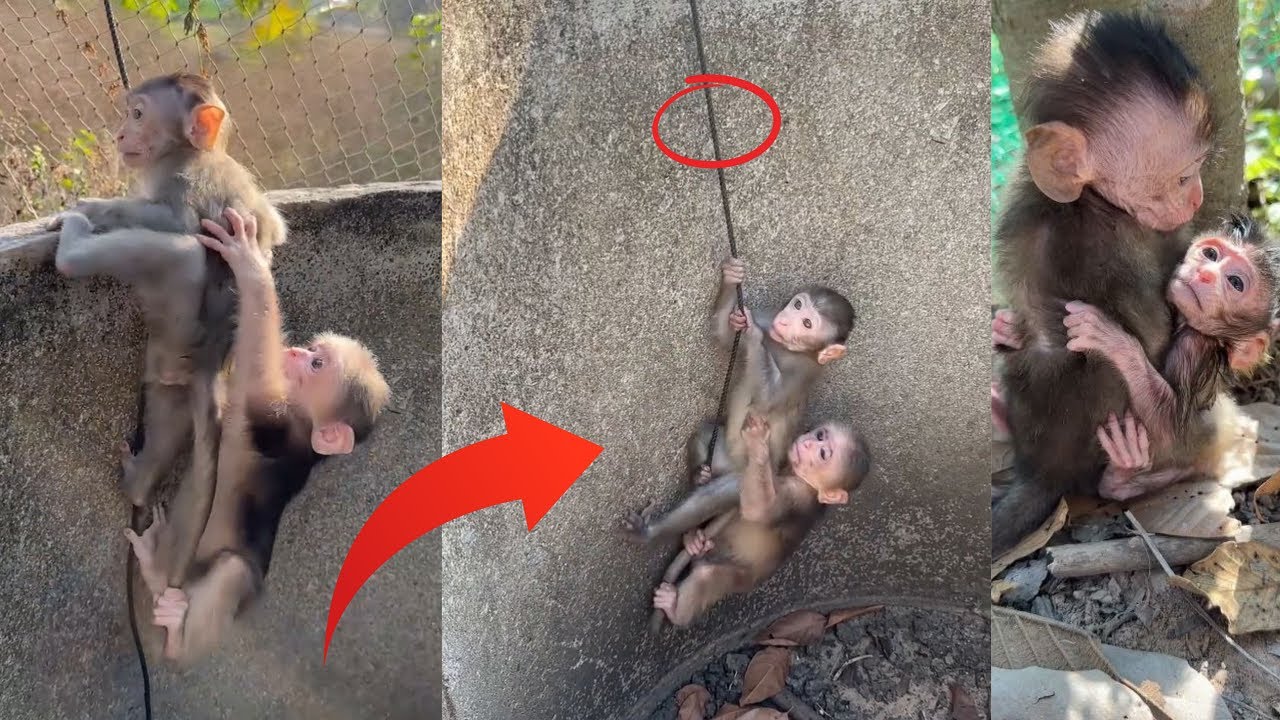 The title monkeys are very poor !