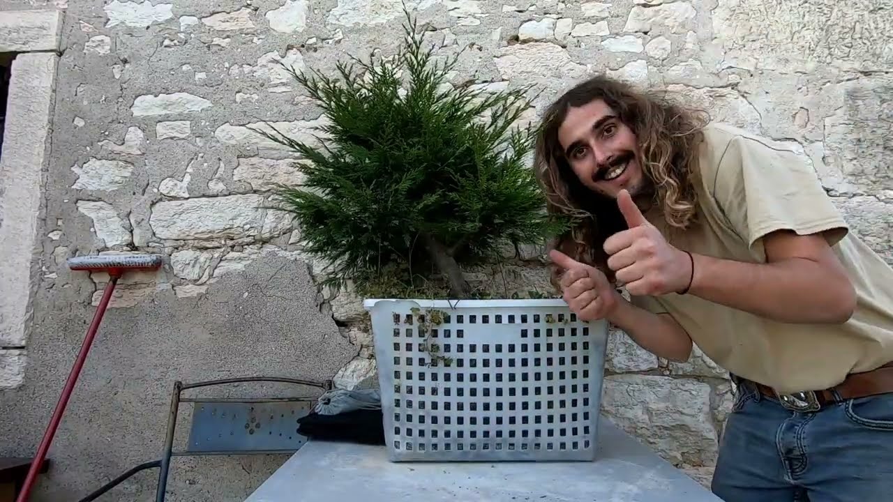 Bonsai - Potatura Cipresso Bonsai, New Location