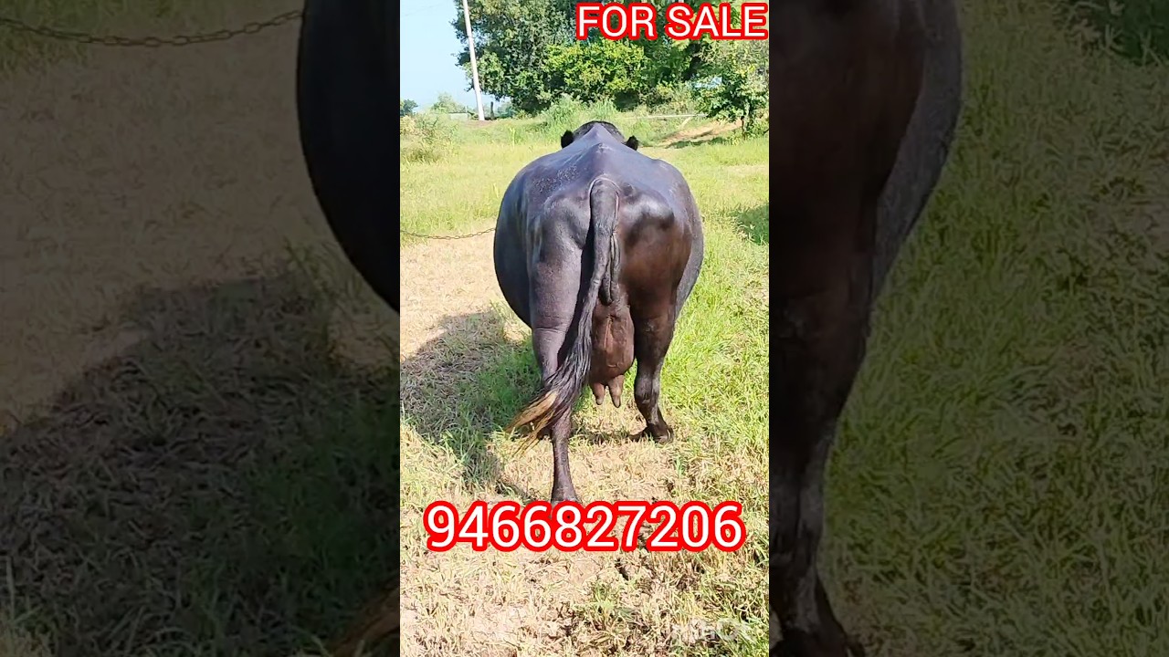 #मिनीभैंस #fosale #मुर्राभैंस गांव नंगथला 9466827206 milk कैपेसिटी 14 kg