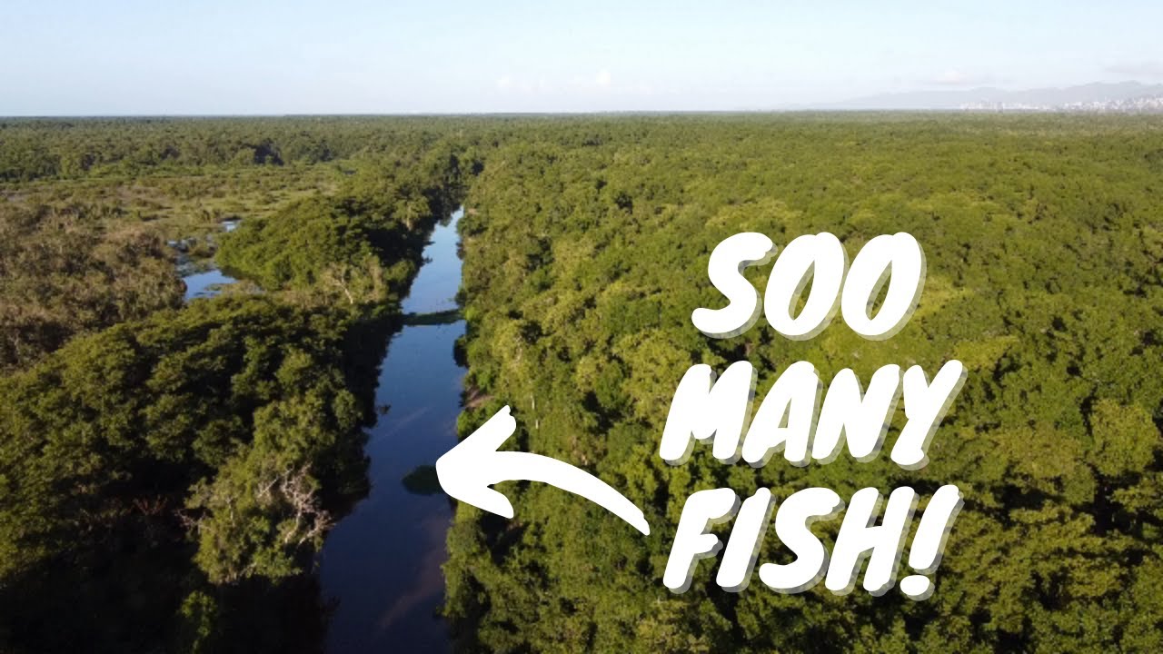 Fishing The Brackish Rivers Of The Wetlands Of Trinidad & Tobago - Snook & Tarpon Every Cast!
