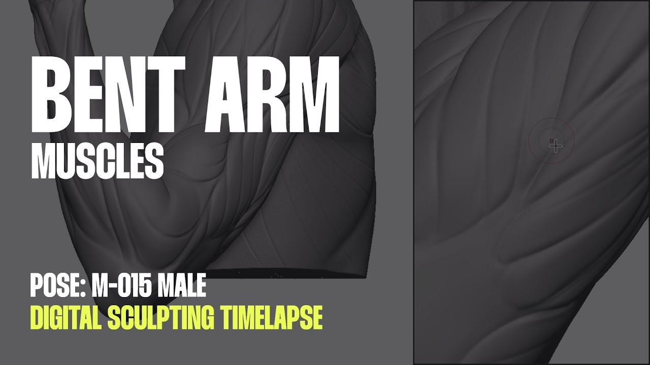 Male arm anatomy - Digital sculpting timelapse (Pose: M-015)