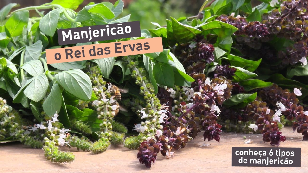 Conheça seis tipos incríveis de manjericão e seus usos