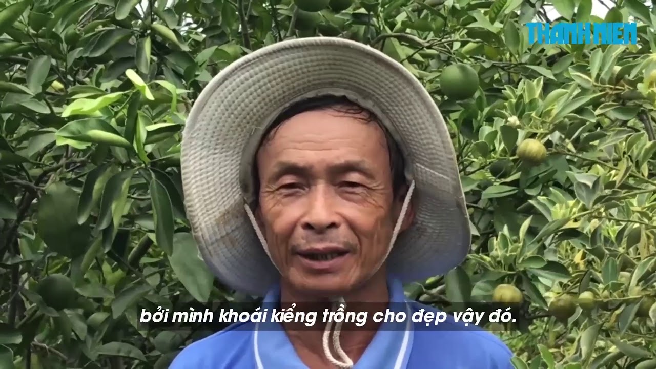 Ngắm vườn tắc cẩm thạch độc, lạ của lão nông miền Tây