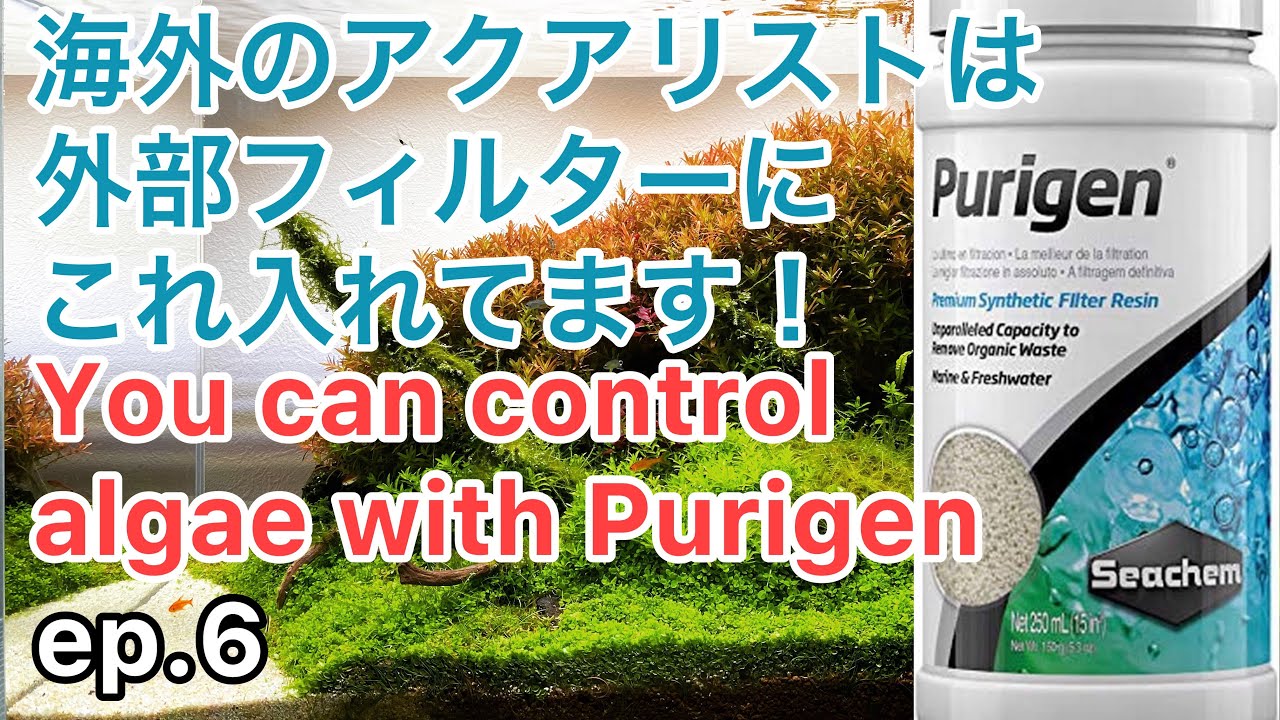 コケを抑制する化学濾過とは！？ep.6［What is scientific filtration that suppresses algae?］【アクアリウム】【aquascape】