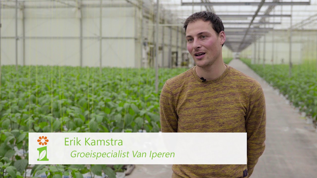 Vink Sion - groener telen paprika's - Erik Kamstra, Martijn Braber