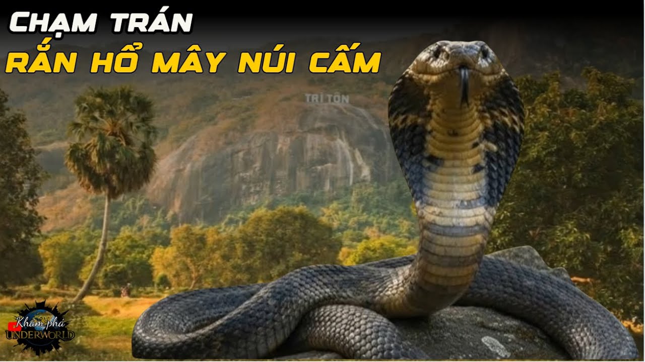 Bí ẩn hang động Núi Cấm: Nơi ẩn náu của những ông Rắn Hổ Mây khổng lồ