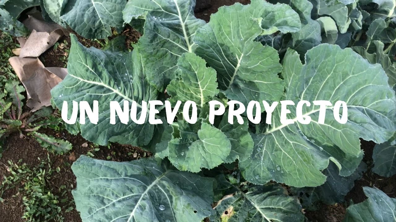 CONSTRUIMOS una HUERTA ENORME y APRENDEMOS de nuestros ERRORES// ¿Qué CULTIVAR en OTOÑO?