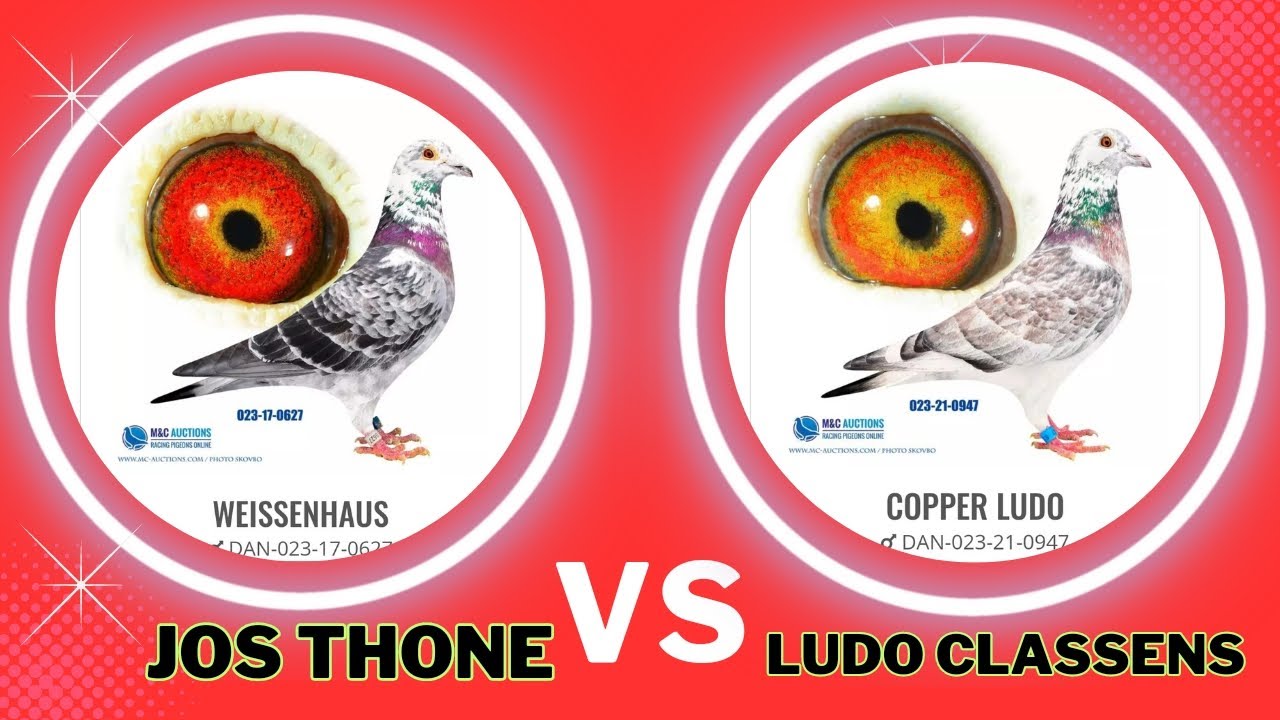 Jos Thone Vs Ludo Classens | Which One You Like To Buy | Racing Pigeons For Sale | MC Auction