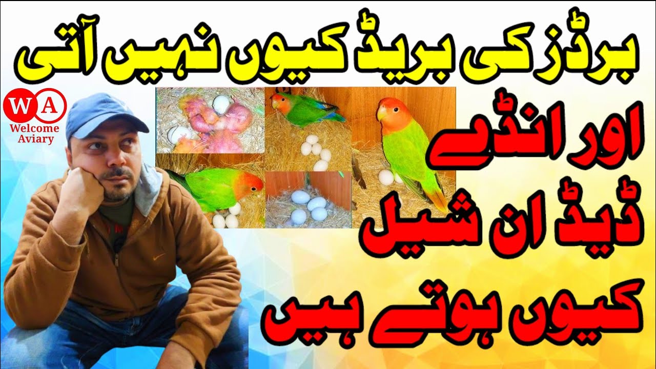 Love birds || برڈز کی بریڈ کیوں نہیں آتی || Birds Eggs Dead in Shell || Welcome Aviary official