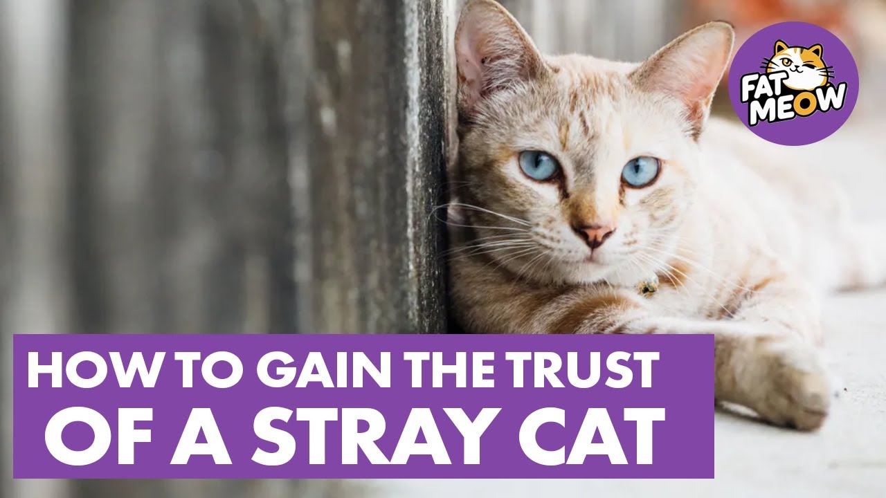 How To Gain The Trust Of A Stray Cat?
