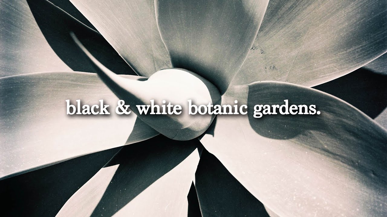 b&w photography of the botanic gardens | Polaroid 600, Yashica Mat