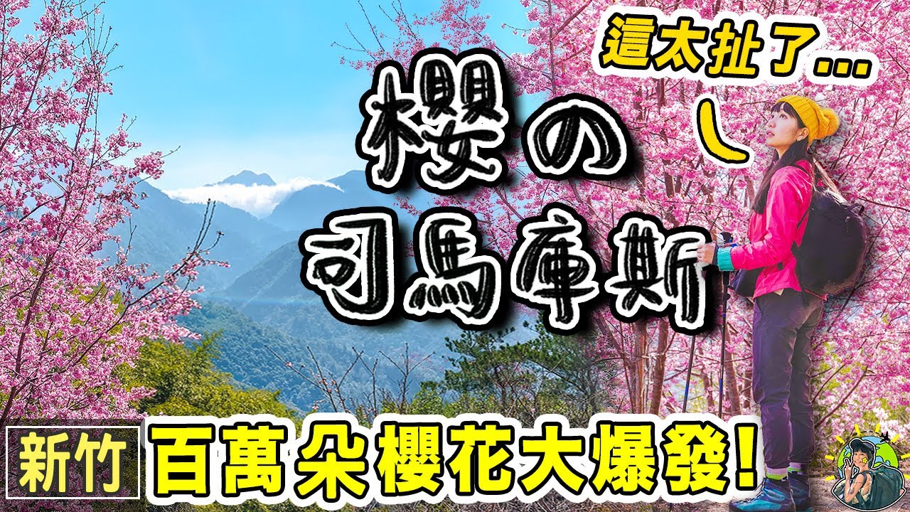 司馬庫斯櫻花全盛時刻！太誇張！台灣最美的櫻花隧道｜新竹