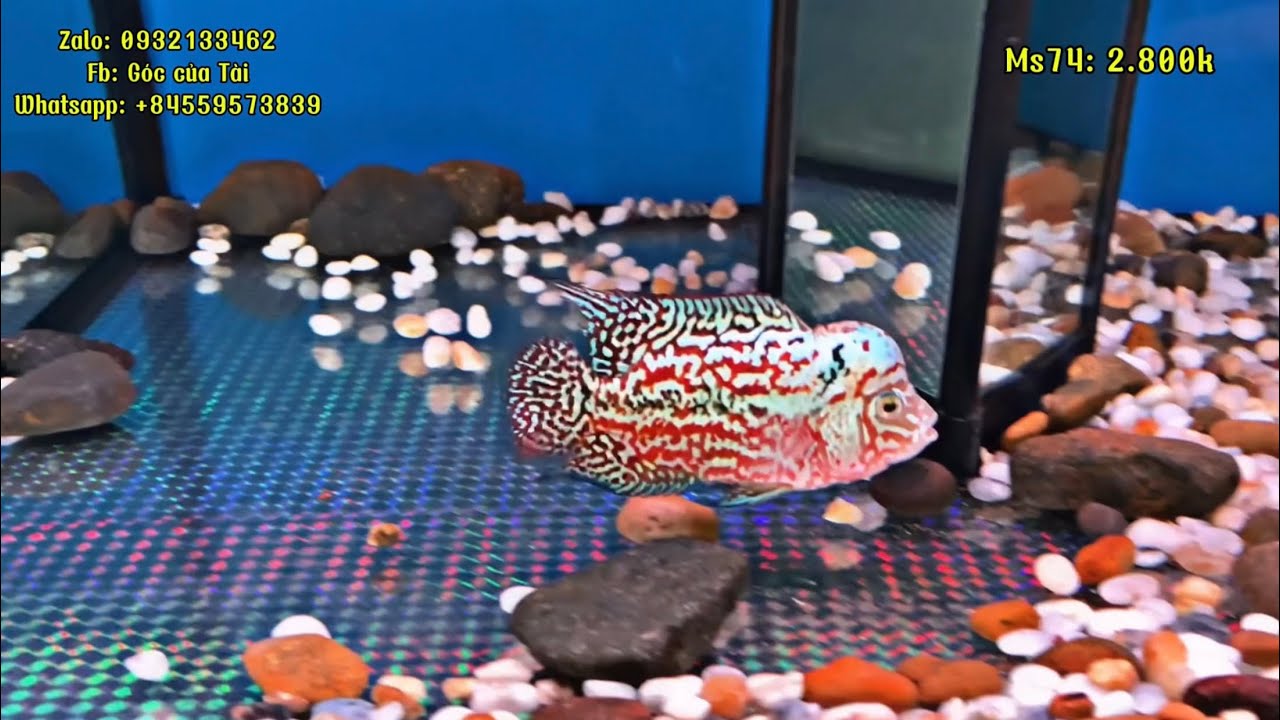 24/7 tổng hợp báo lúa kamfa F2 chuẩn tố chất cao. #GoccuaTai #flowerhorn #fishingvideo 