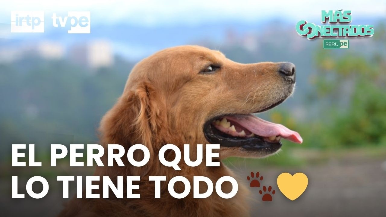 Día Nacional del Golden Retriever 🐶💛 | 