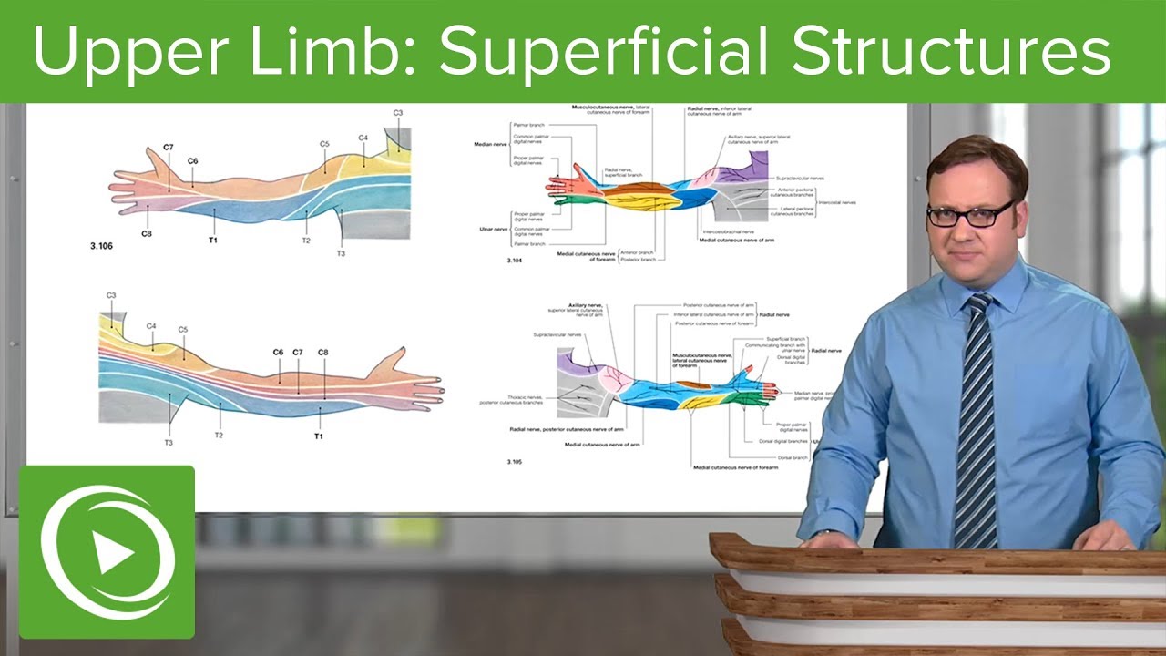 Upper Limb: Superficial Structures & Cutaneous Innervations &ndash; Anatomy | Lecturio