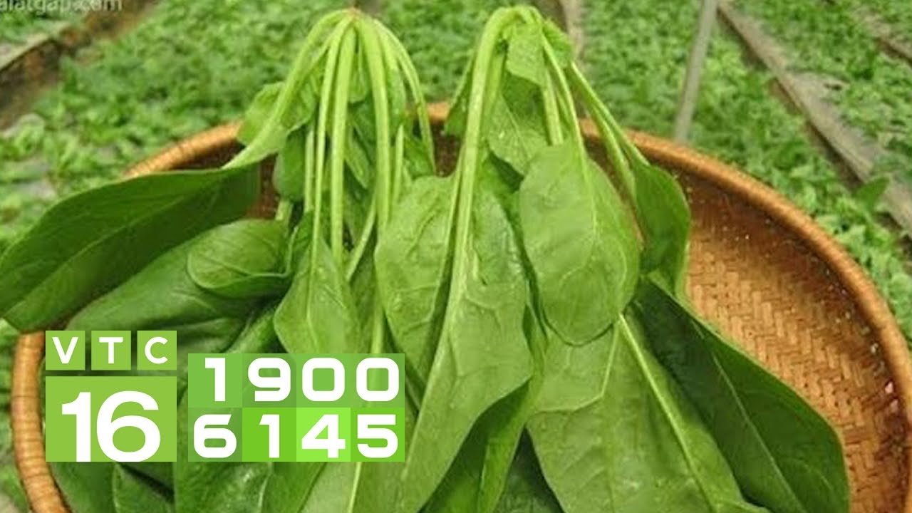 Cải bó xôi: 