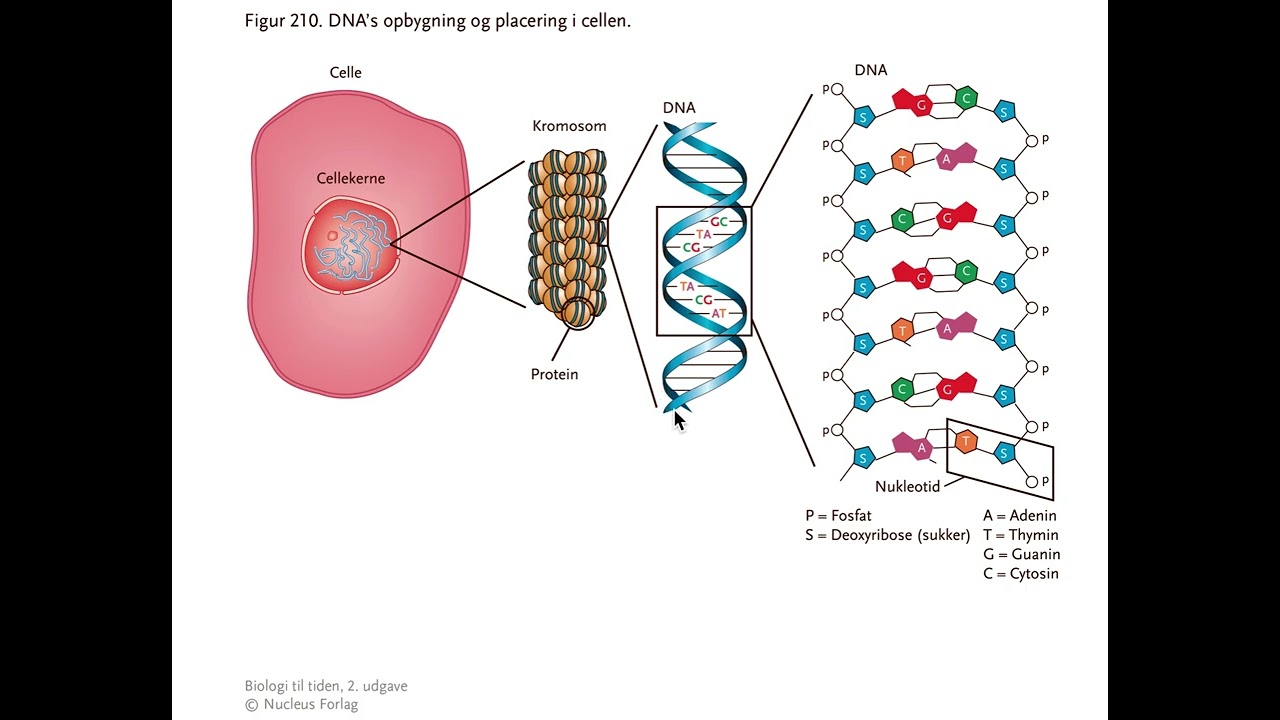 Bio - net - Kort om DNA's opbygning