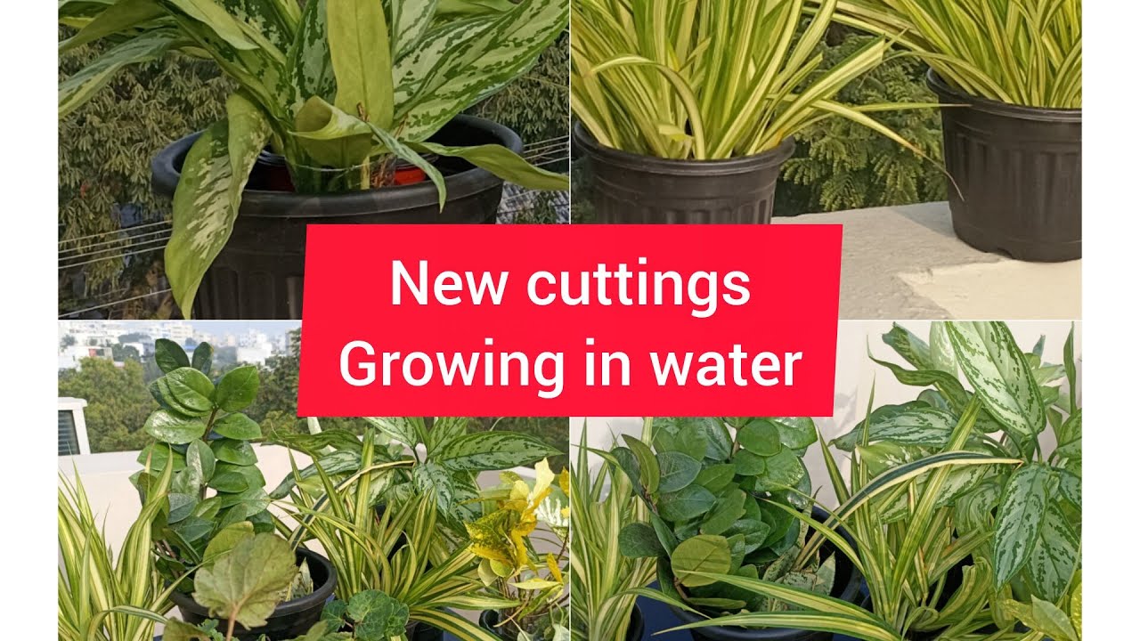 Collection  of huge cuttings to grow in water