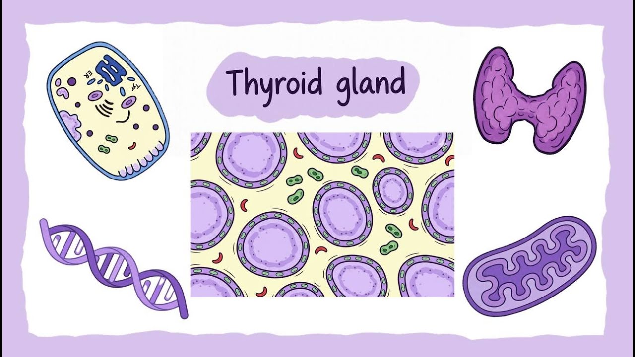 Thyroid Gland Explained Simply | Anatomy & Physiology You Must Know!