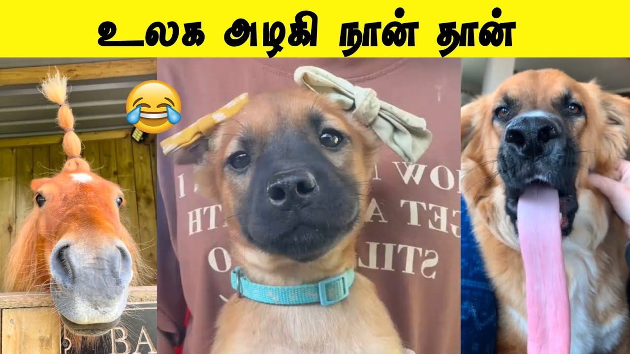 ஆத்தாடி எவ்வளவு பெருசா இருக்கு 🤣 | உலக அழகிய மிஞ்சிடுவான் 😂