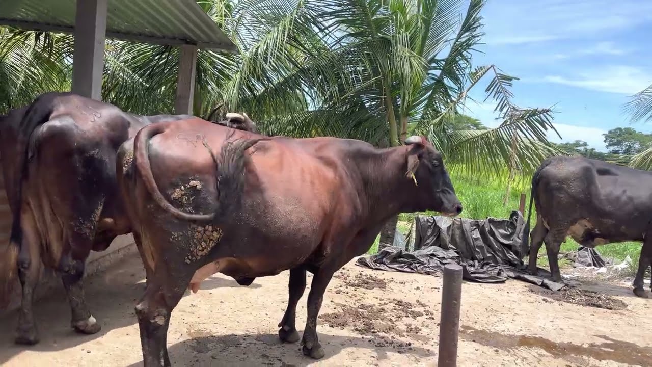 Se venden vacas lecheras en Sonsonate +1 (804) 503-0913