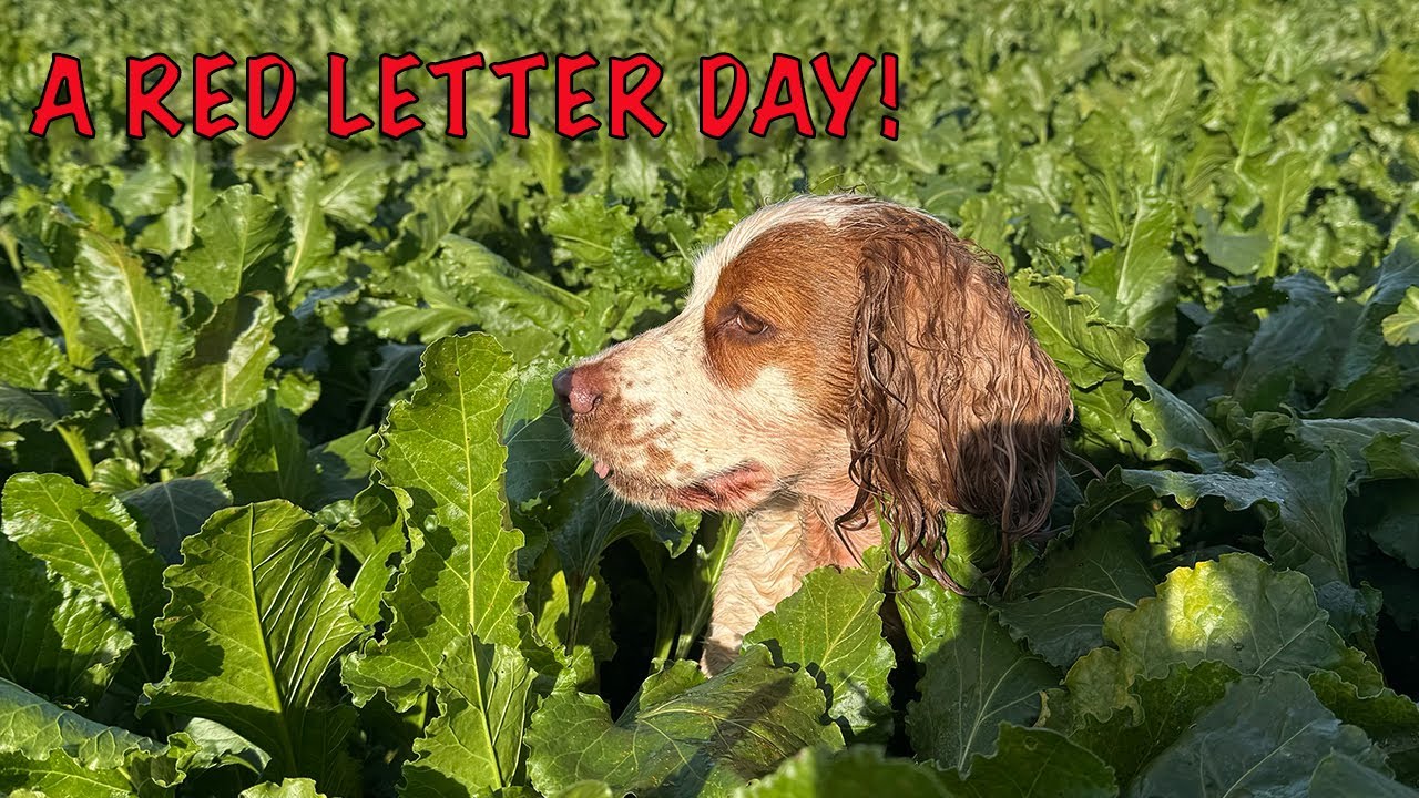 Rough Shooting with Working Cocker Spaniels