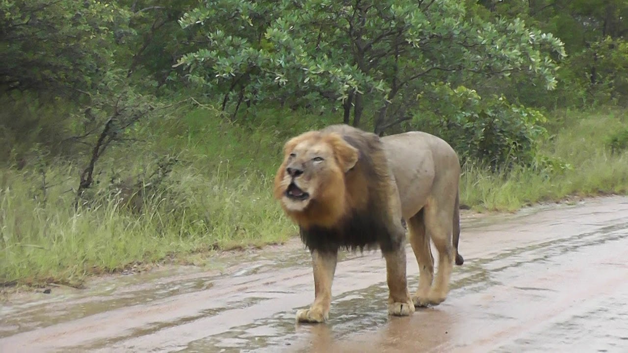 Big male Lions in the rain.