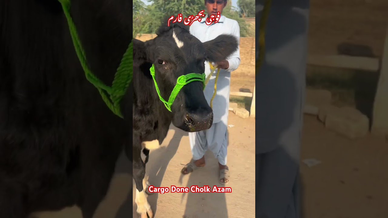 Sold Out || Cargo Done || Foji Bachdi Farm Taunsa Sharif 