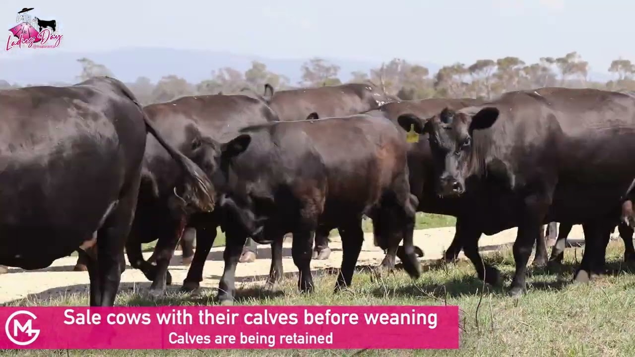 Angus females and bulls on offer