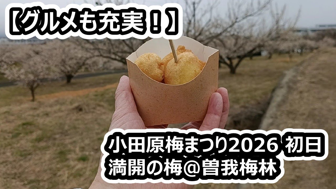 小田原梅まつり2026 初日｜満開の会場とお祭りグルメを食べ歩く