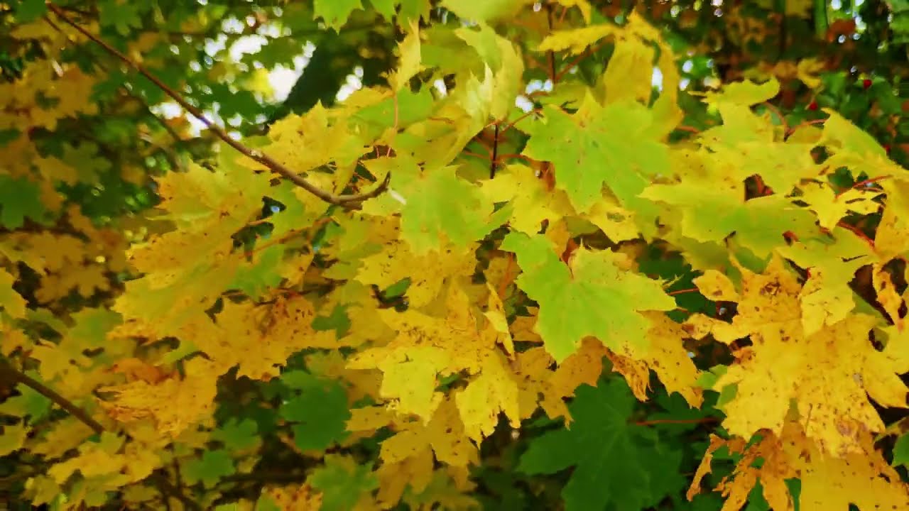 25.10.2025 Herbst in Mittelfranken