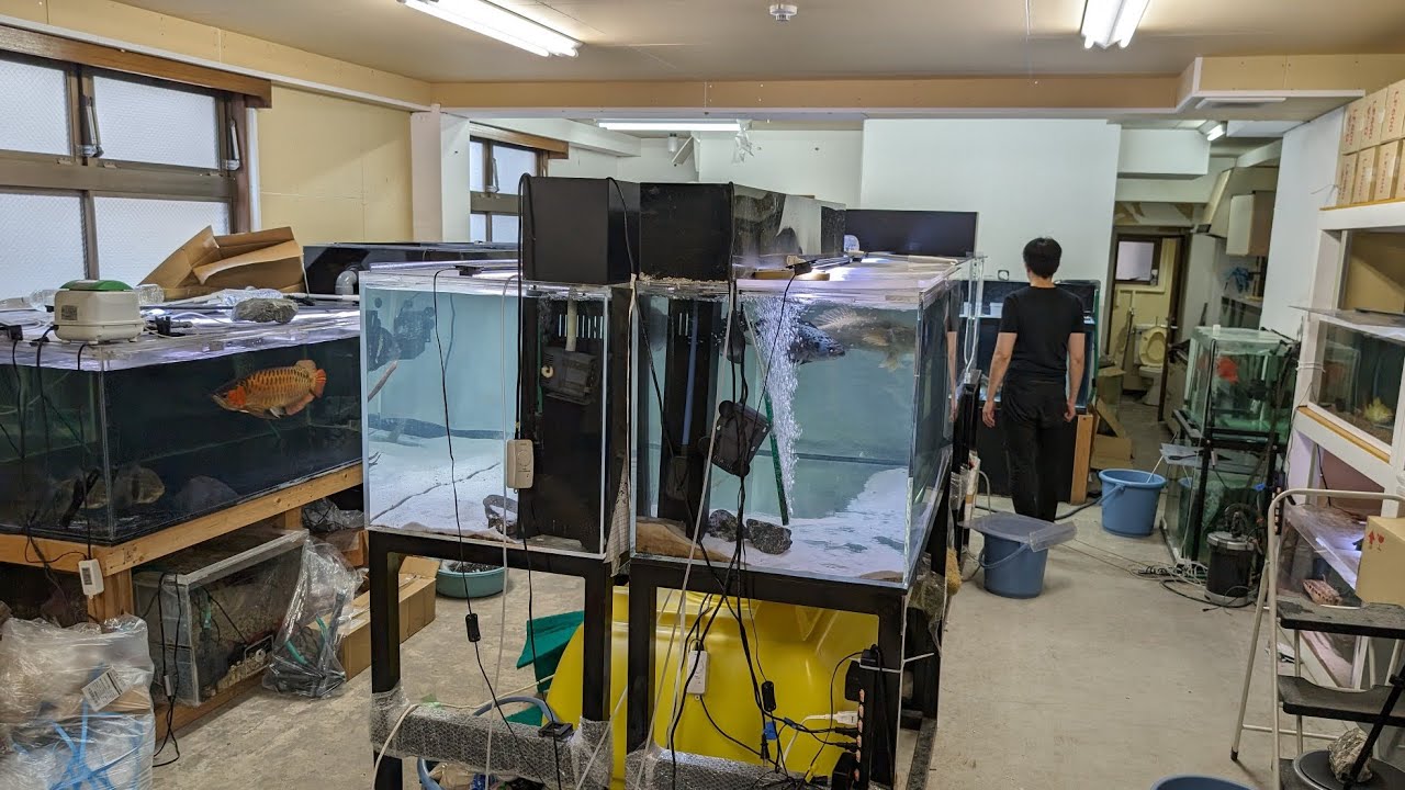 大型水槽がドンドン･ドドンと並ぶ水槽倉庫に潜入！マニアック珍魚なマレーゴビーや1.2mのアナコンダシンブランクスなどいろんな魚を飼育されていました！ミレウスションベルギーの群れもカッコ良かった〜