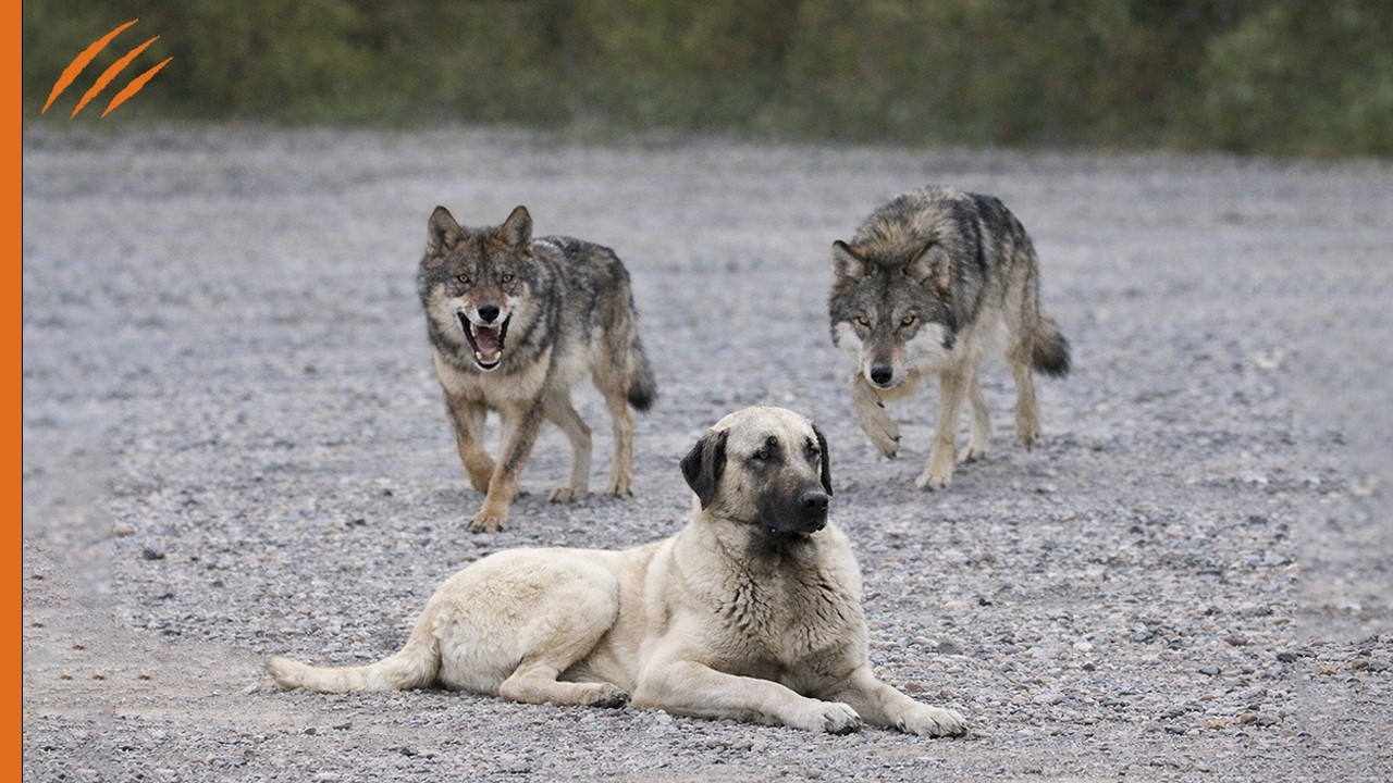 Die W&ouml;lfe griffen den Kangal-Hund an&hellip; und zahlten einen hohen Preis!!