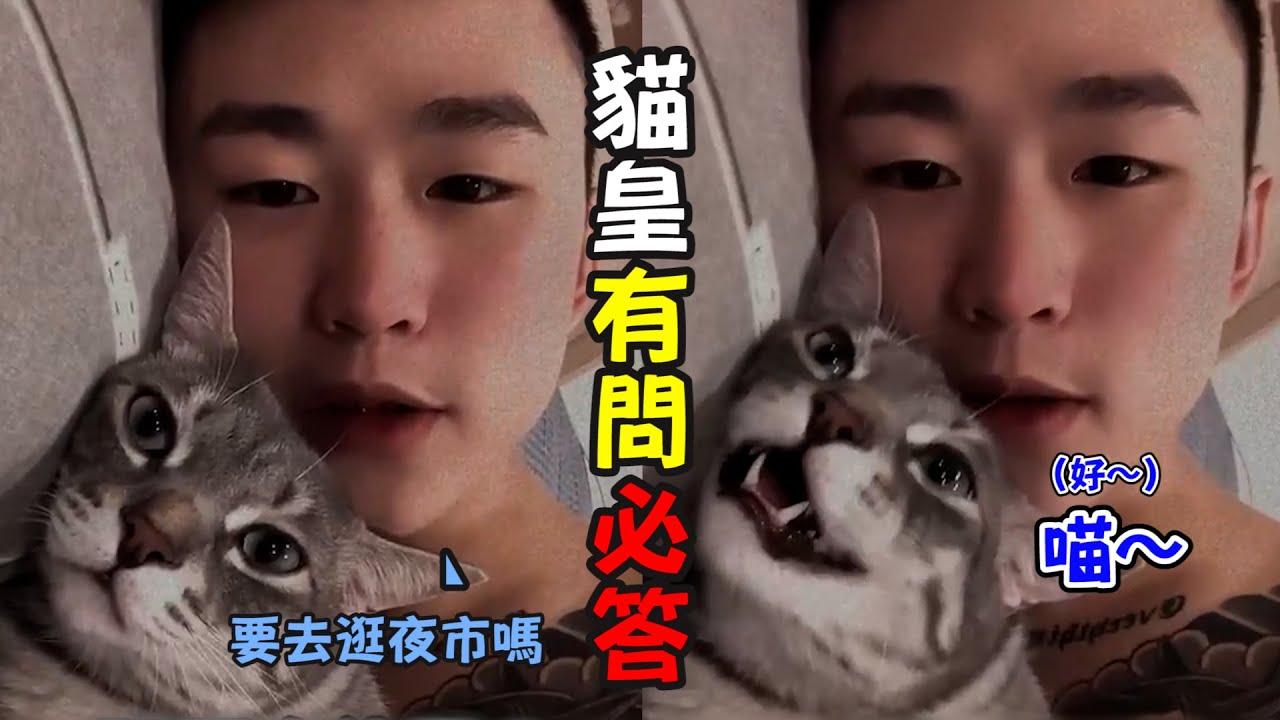 奴才連問貓皇4道題目　牠配合度100％全回應｜寵物動物｜貓咪｜可愛