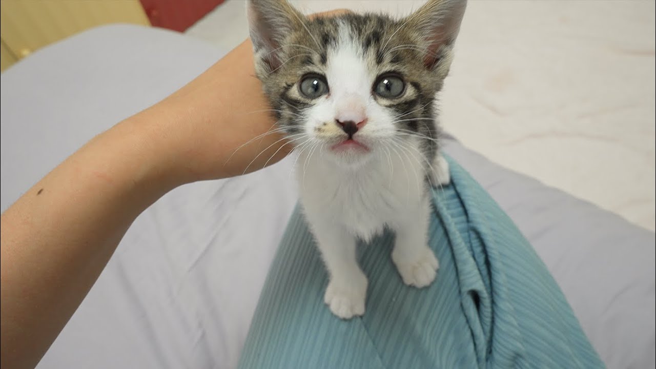 The Talkative Kitten Answers Me and Acts Lovely