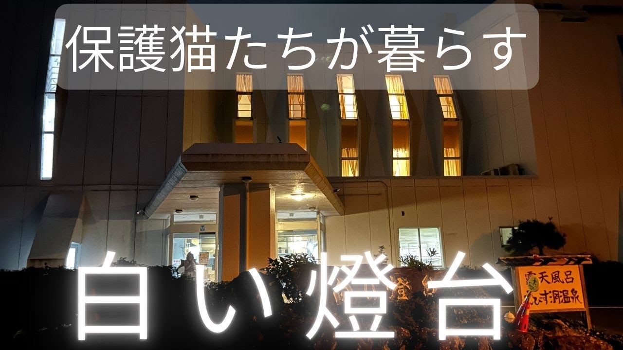 【ホテル白い燈台】保護猫がたくさん暮らすホテルで癒される旅