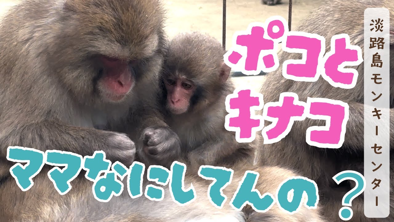 ママ何してんの？窓をトントンするポコと娘のキナコ。可愛いニホンザルのグルーミング【淡路島モンキーセンター】兵庫県洲本市
