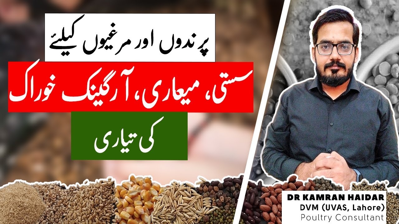 Homemade Organic & Cheap Feed for Chickens & Birds | A Unique & Easy Feed Formulation for Poultry