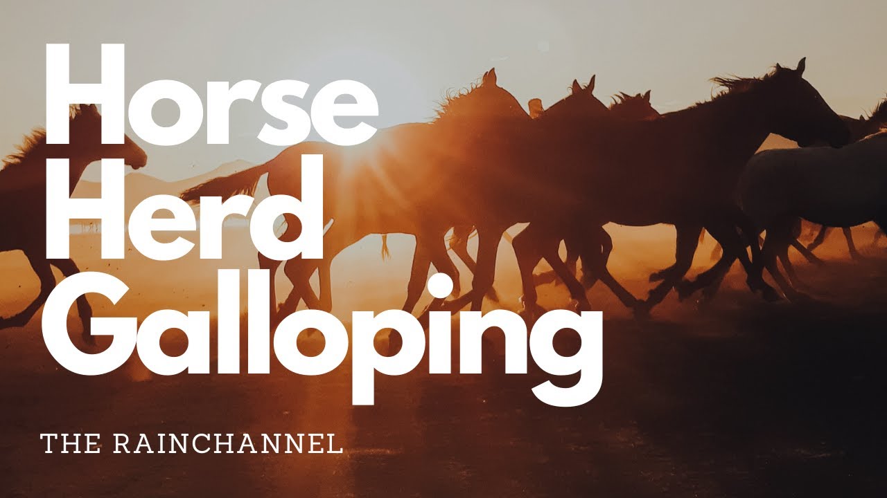 Horse Herd Galloping 🐴 - 10 hours of galloping wild horses