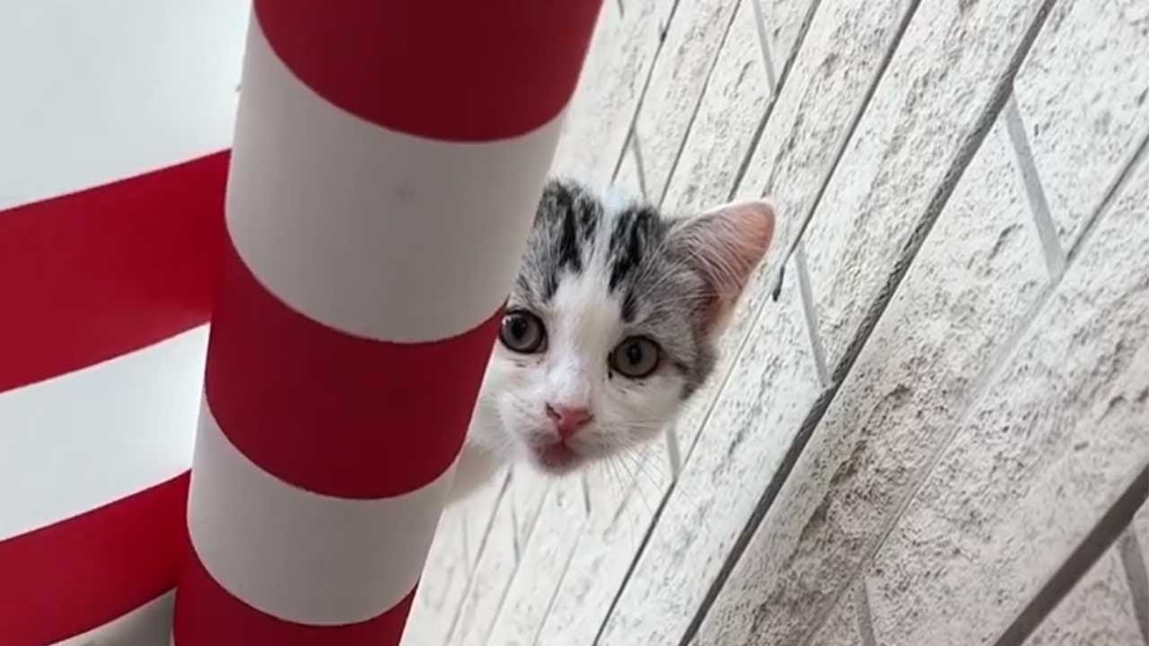 【布爸的沙雕日常】果然還是外面對貓比較香呀～