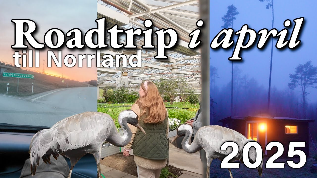 ROADTRIP TILL NORRLAND I APRIL 🚐💕 Vi kör 40 mil, stannar för fika & bor i stugor vid havet 💿🎶