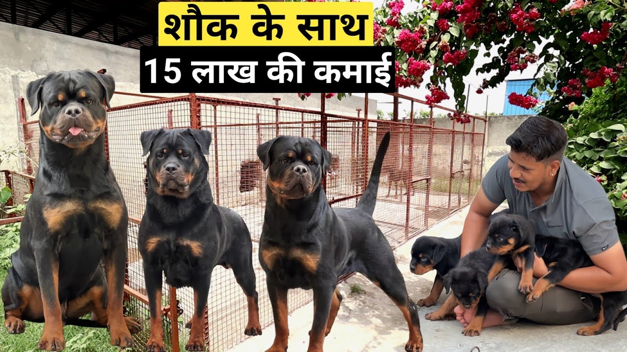 इनके Rottweiler ने दिलवाया इन्हें 21 लाख का प्लॉट | Best Rottweiler in India
