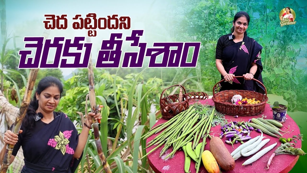 చెరకు ఇంకా కూరగాయల హార్వెస్ట్/ Sugarcane & vegetable Harvest #gardening @MADGARDENER