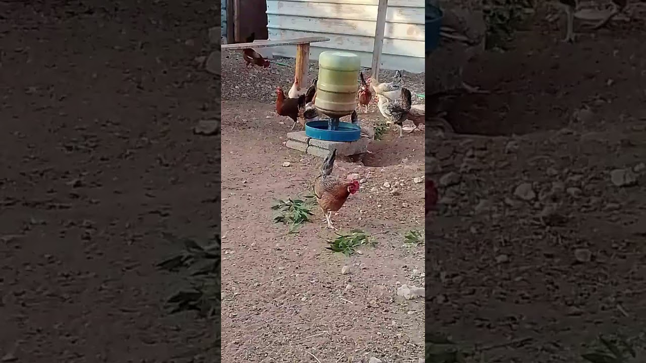 تجربة علف جديد للدجاج