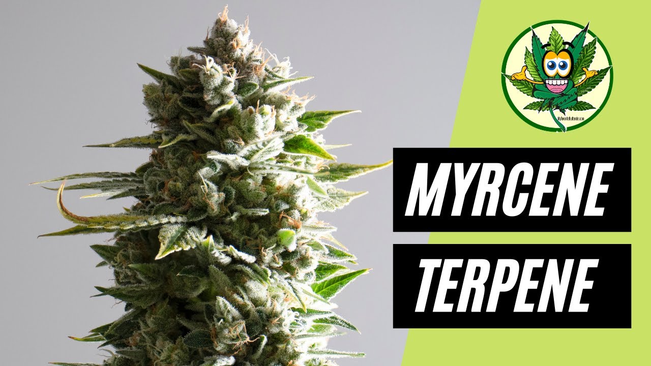 Myrcene Terpene Cannabis - My Favorite Budtender