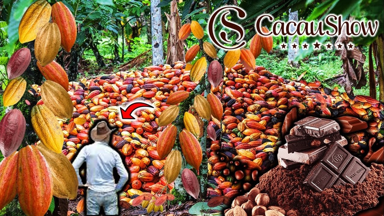 A MAIOR FAZENDA DE CACAUS DO BRASIL