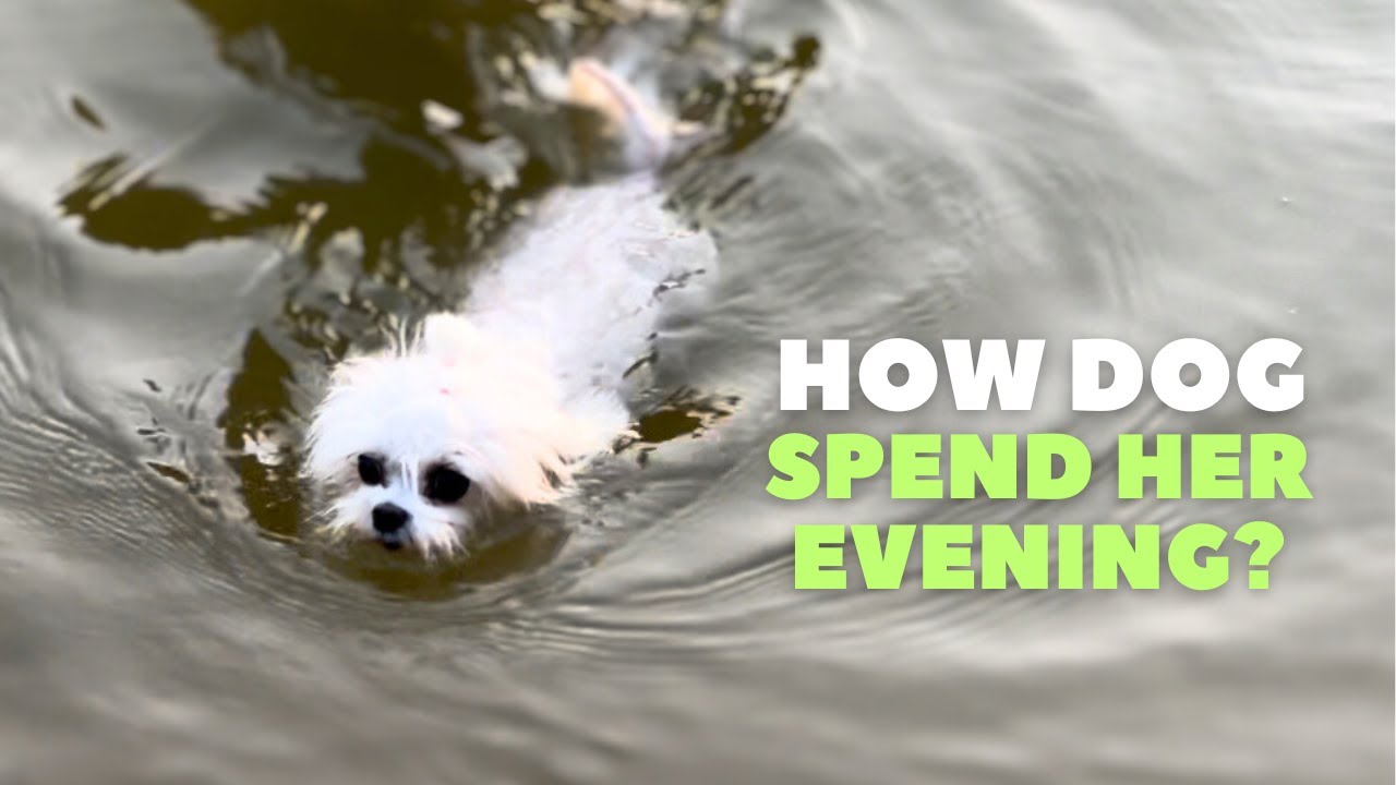 Maltese Dog Evening Vlog| Relax Video| I'm Betty